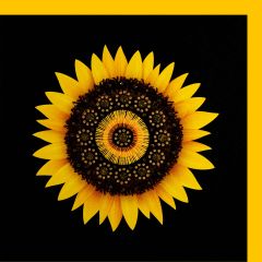 fromJUDE-Karte Sonnenblume gelb schwarz