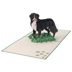 3D Pop-up-Karte Berner Sennenhund grün