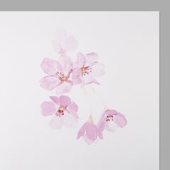 Art Card Kirschblüten