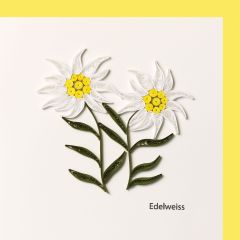 Paper Quilling-Karte Edelweiss